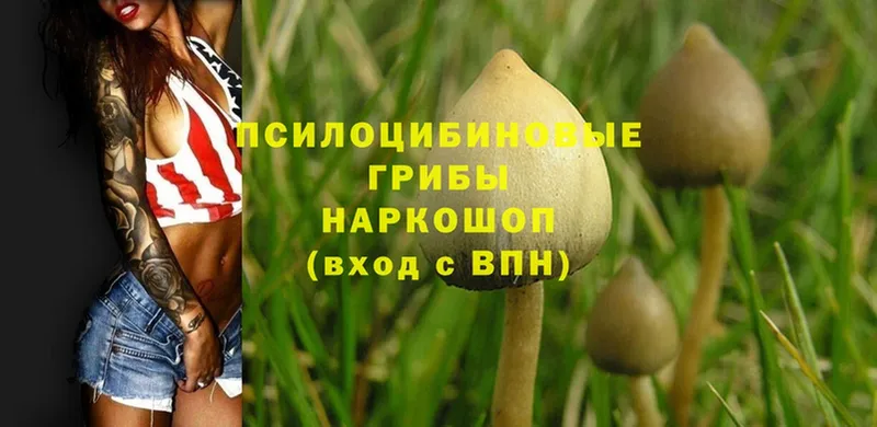 Псилоцибиновые грибы Psilocybe  наркошоп  Зверево 